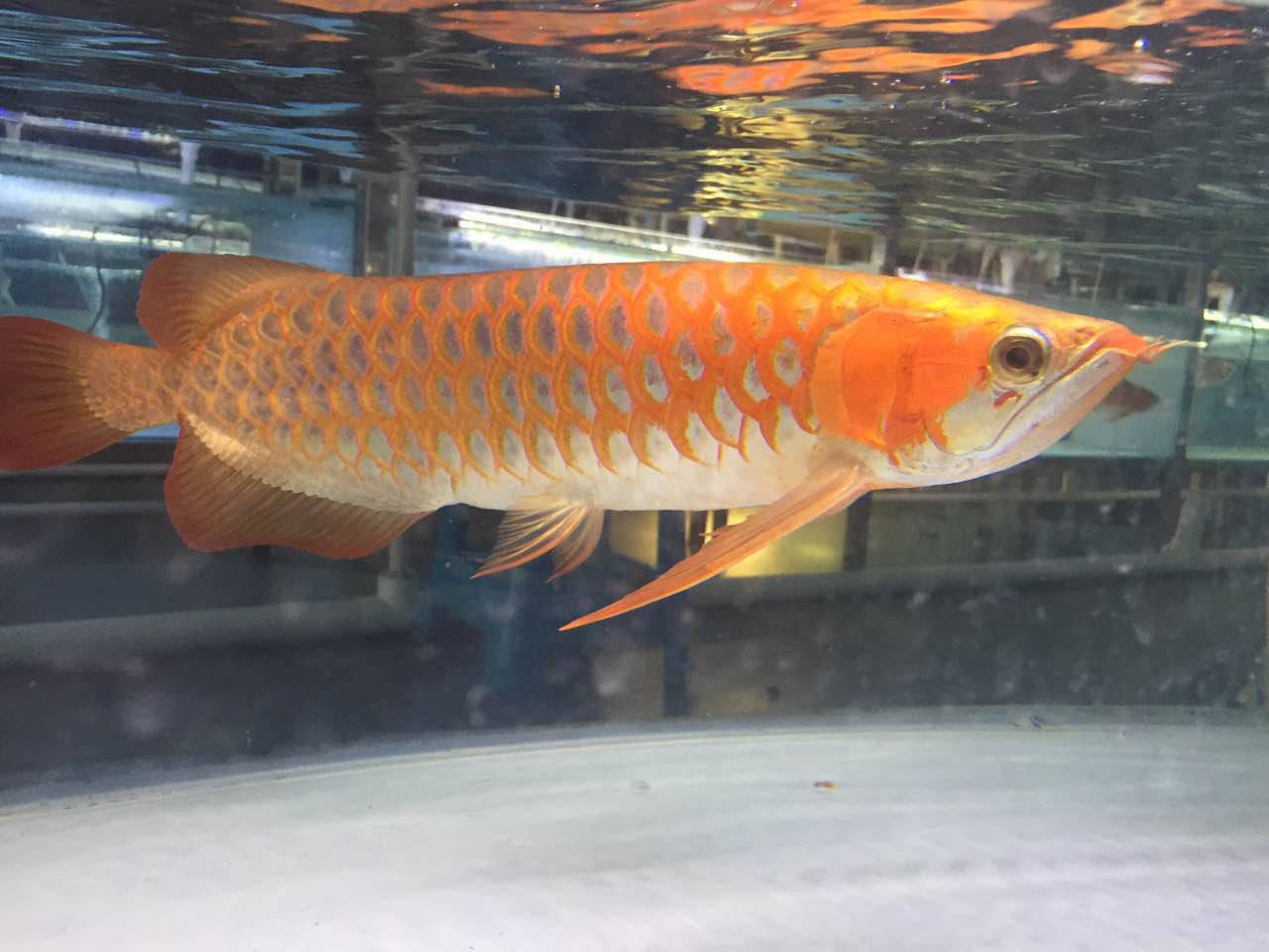 养鱼新手语录大全,养鱼翻车语录