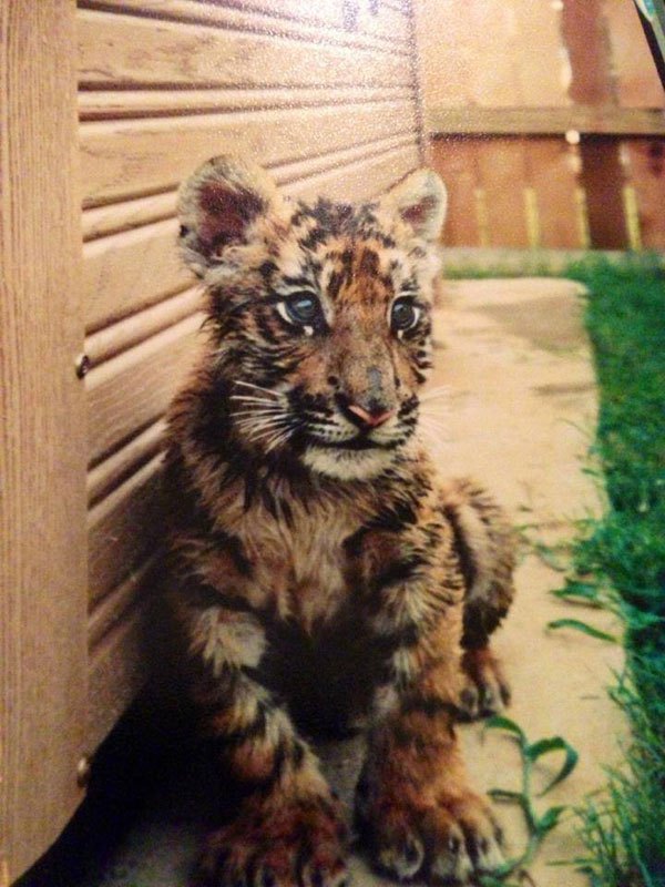 鐙瓙鑰佽檸榛戠唺澶ф垬,鑰佽檸澶ф垬榛戠唺骞舵妸榛戠唺鍜