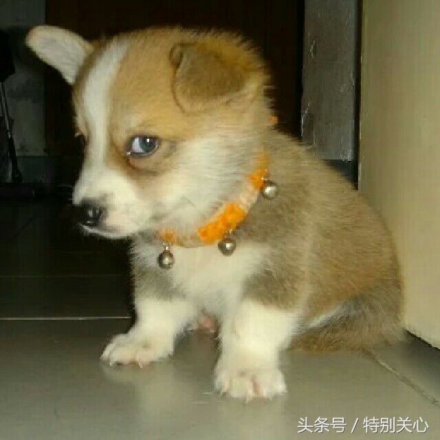 每日一笑——一对小情侣约会时，女孩特别想放屁，她想了个办法