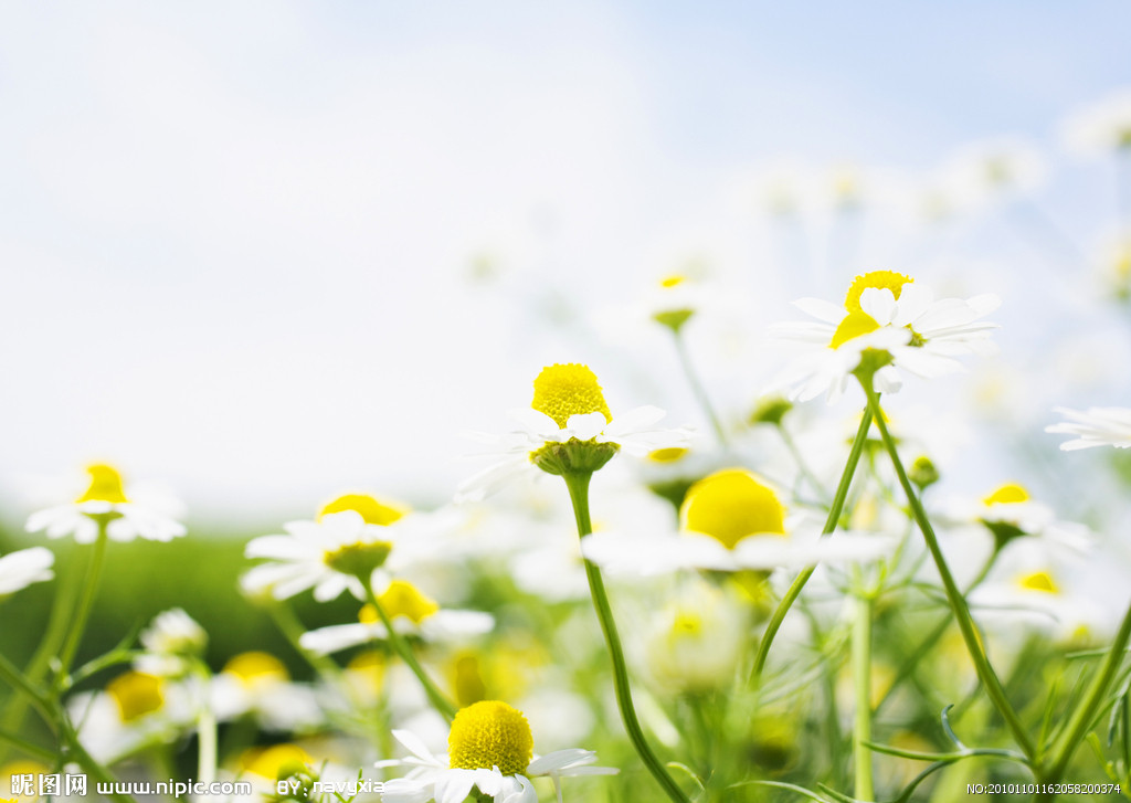 猫咪绝对不能吃的东西,猫咪能吃的食物