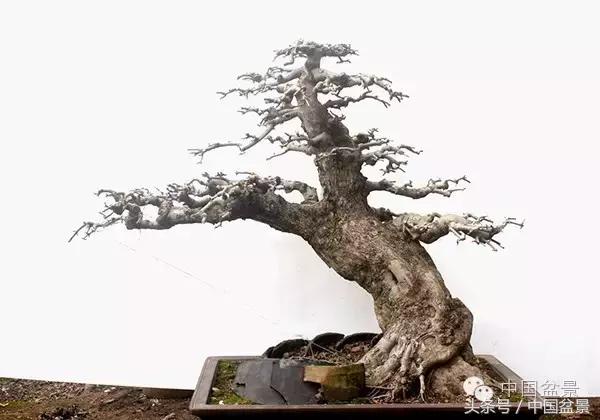 蚊母盆景的养殖方法,盆景中华蚊母的小叶叶片图片