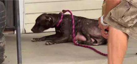 涨奶严重的狗妈妈找不到孩子到处乱跑，其实孩子是被人关起来了