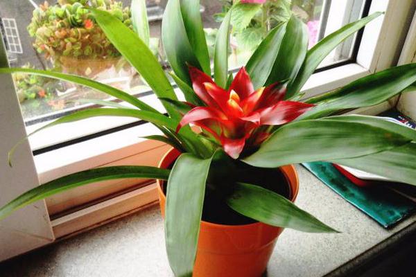 鸿运当头之富贵牡丹怎么养,大红牡丹怎么养