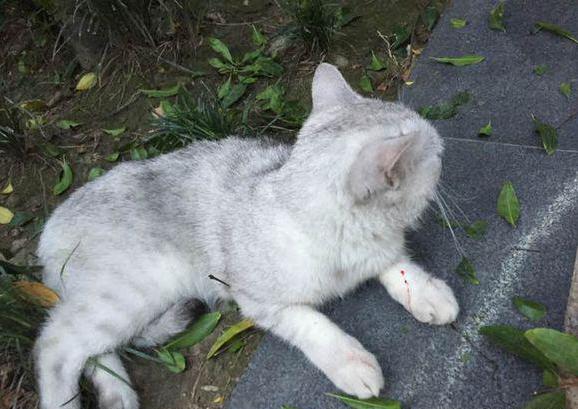 猫咪口吐红色血液露舌头,猫咪口吐鲜血腹式呼吸