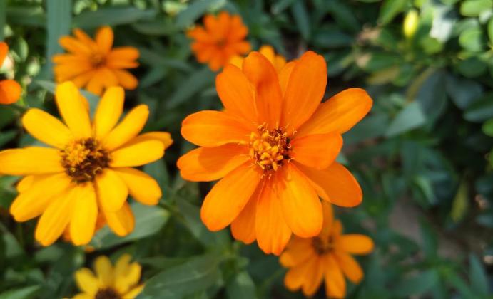 努比亚minis,努比亚z11minis的像素