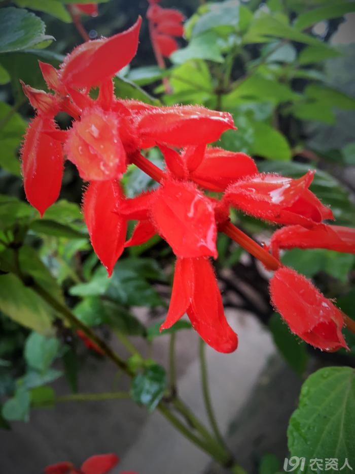 常见野生红花,常见的野红花