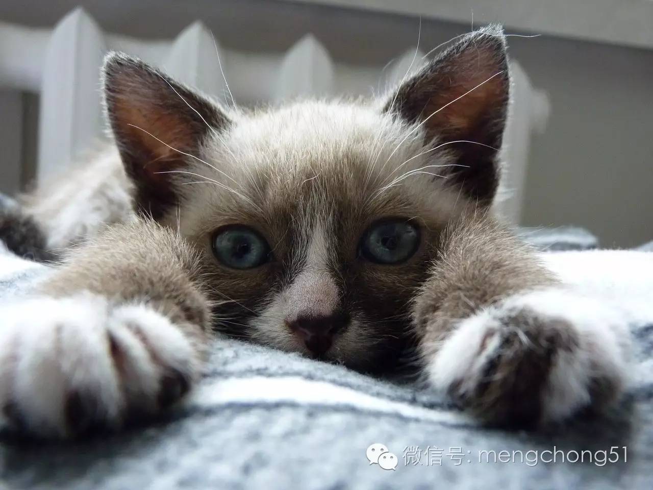 猫咪拉肚子应该怎么办,猫咪拉肚子怎么治疗