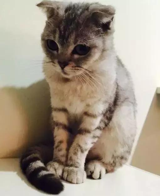 周末想要放松？不如做一次愚蠢的人类吧！