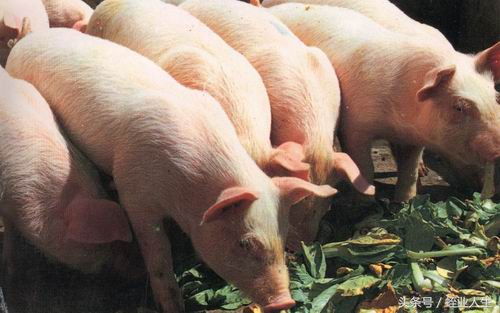 种养殖业发展前景,当下在农村有哪些挣钱的种养业