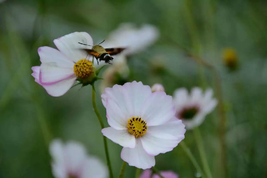 汉中美在何处,汉中算是全中国最漂亮的地方