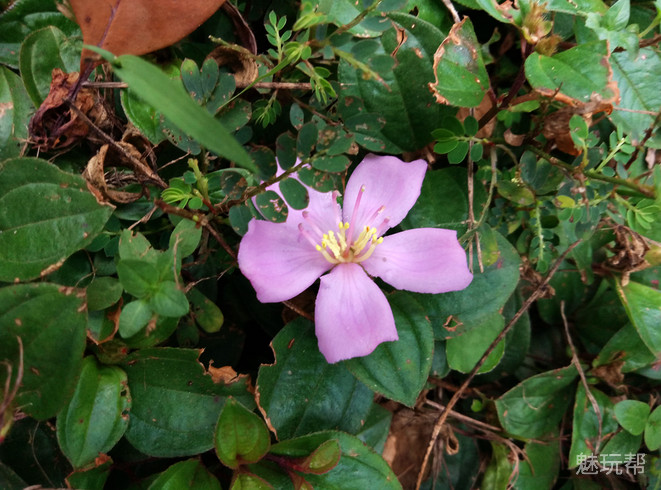 魅蓝max手机详细参数,魅蓝max边框拆解