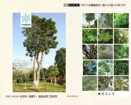 劳斯莱斯桃心型花车,劳斯莱斯和施坦威