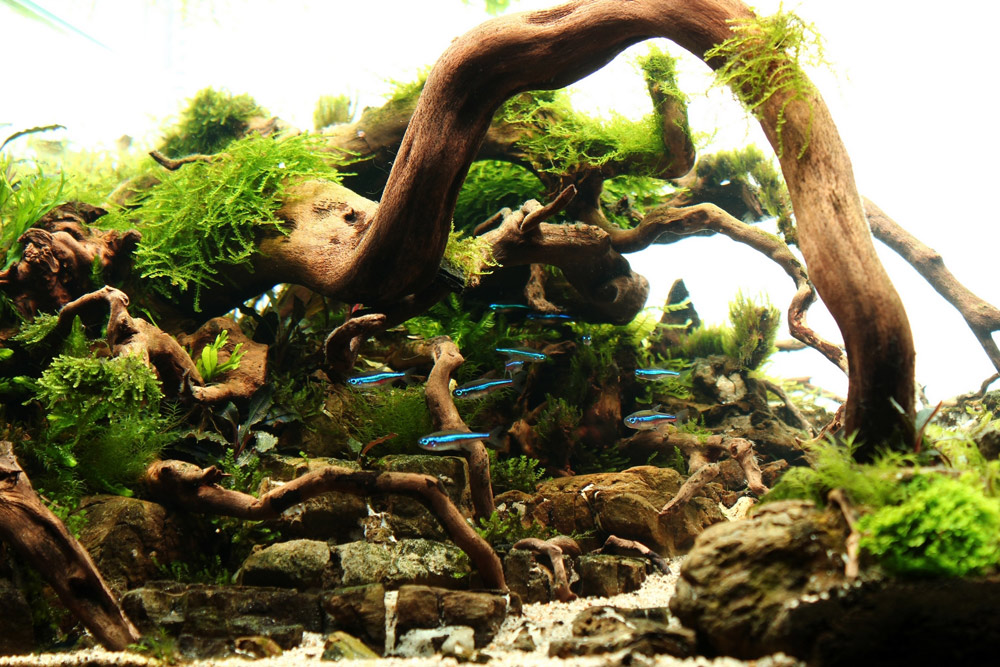 水草养殖的正确方法,水族水草怎样种植