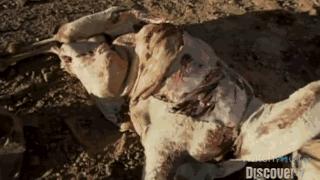 贝爷吃过最恶心的虫子,贝爷吃过十大恶心虫子