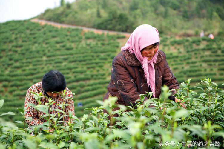 我的家乡崇阳市,家乡美我的故乡原唱