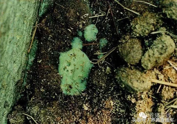 春季猪腹泻的治疗和预防,猪流行性腹泻的症状及防治措施