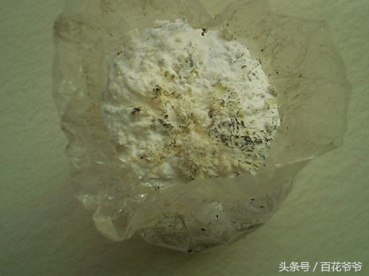 粉碎的玉米芯种植蘑菇方法和步骤,阳台种蘑菇的正确方法