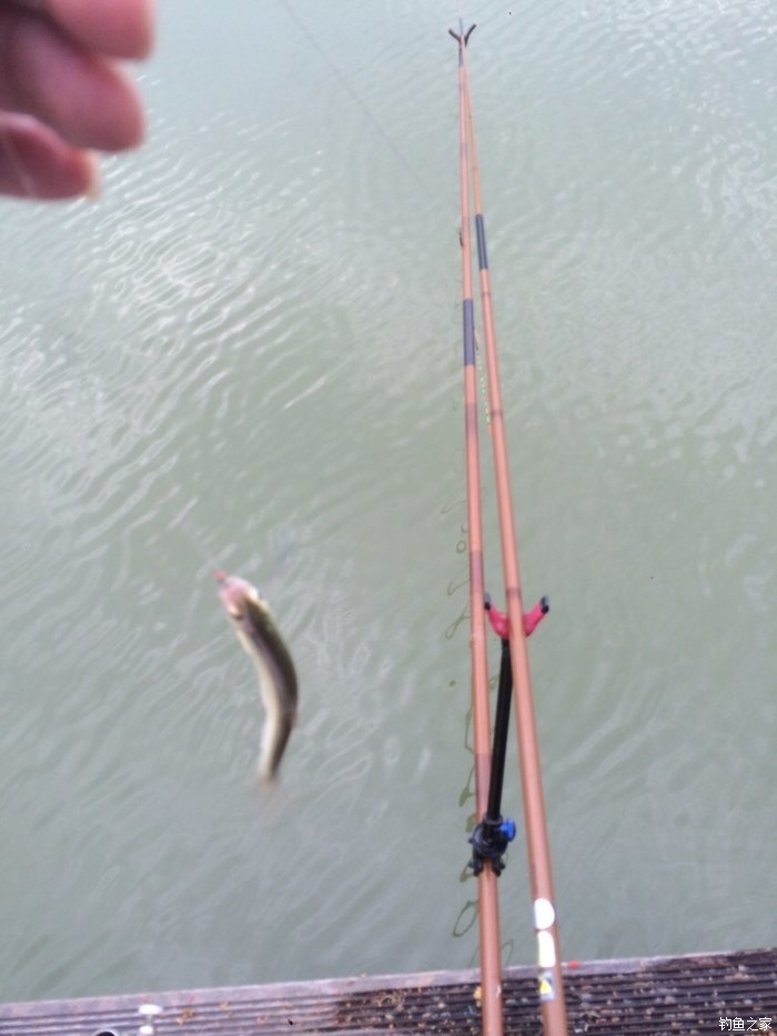 新手入门鱼竿推荐品牌,新手入门推荐鱼竿