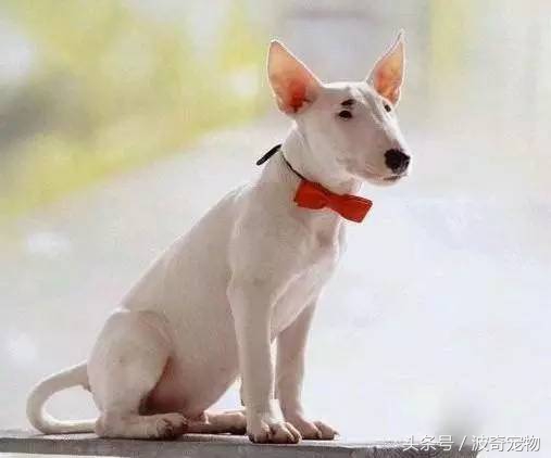 狗狗品种大全图片及简介,狗狗的所有类型品种大全介绍