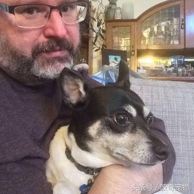 狗狗和你亲的几个表现,当你和你家的狗对视