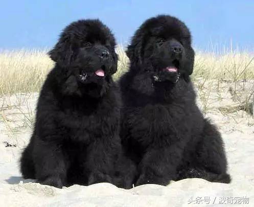 狗狗品种大全带你走进狗狗的世界,狗狗品种大全看看你认识几种