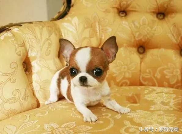 狗狗品种大全带你走进狗狗的世界,狗狗品种大全看看你认识几种