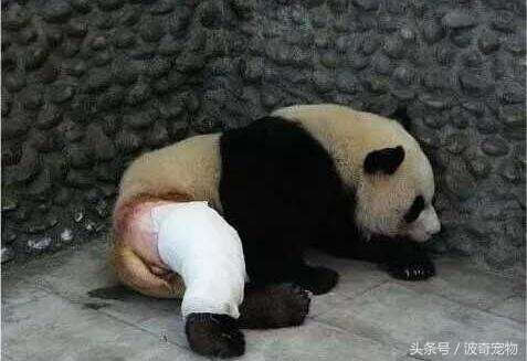 熊猫宝宝打架输了竟然去面壁思过,熊猫宝宝打架咬毛