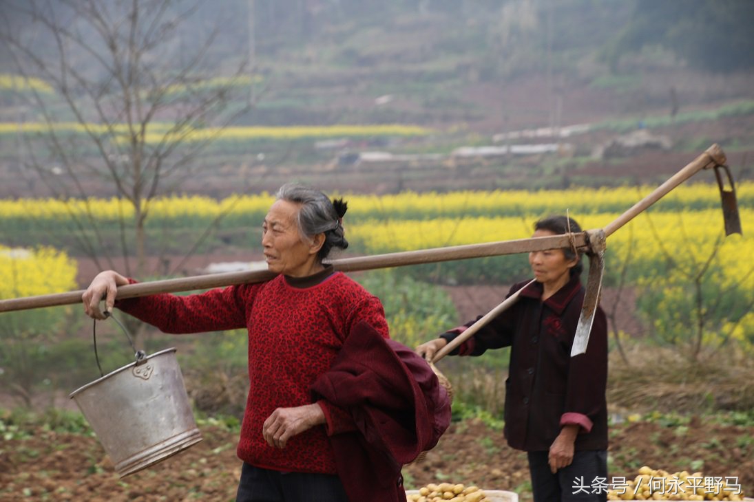 重庆千亩油菜花开“醉”游人,航拍千亩花海惹人醉
