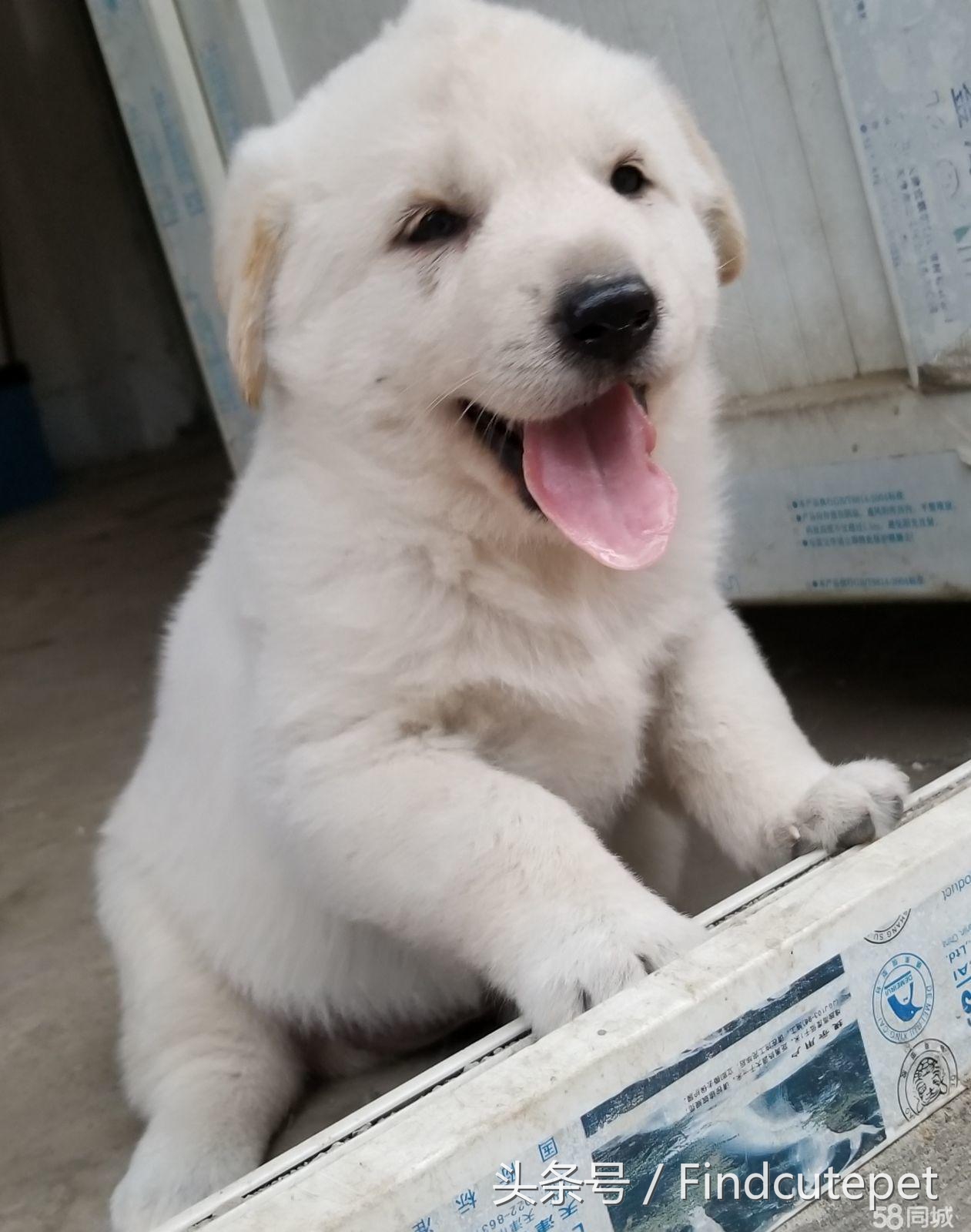 中国本土很像柴犬的品种,和柴犬相像的犬种