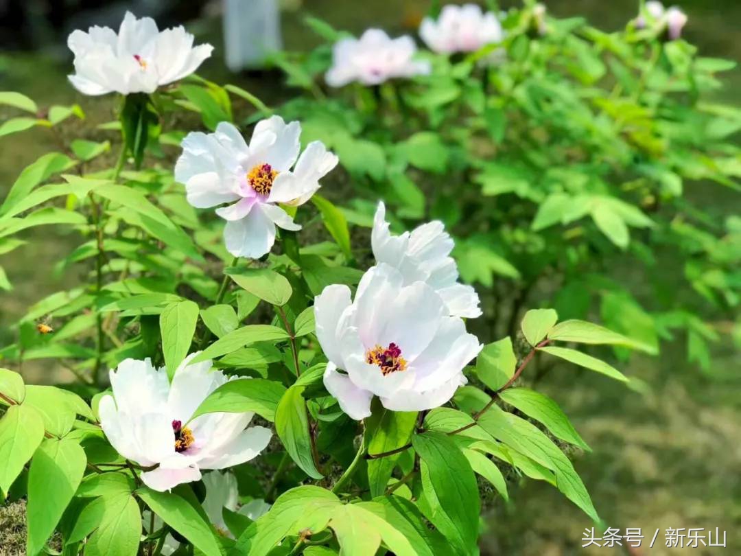 乐山的春天有多美,没去过乐山大佛但感觉去过