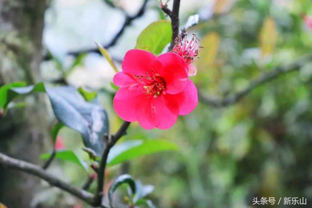 乐山的春天有多美,没去过乐山大佛但感觉去过