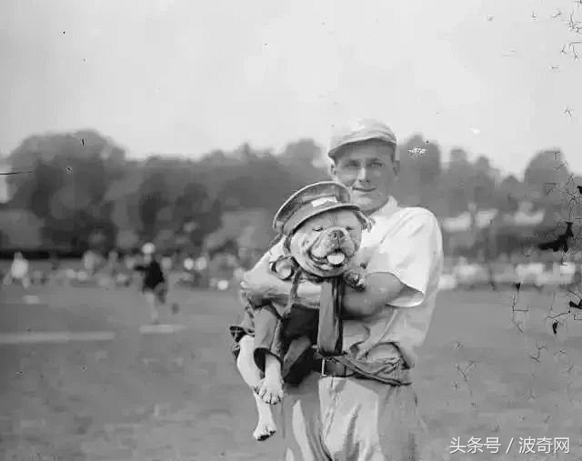 一群狗狗照片,82年的狗唯一一张的照片