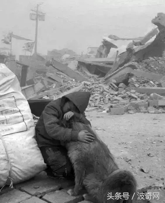 一群狗狗照片,82年的狗唯一一张的照片