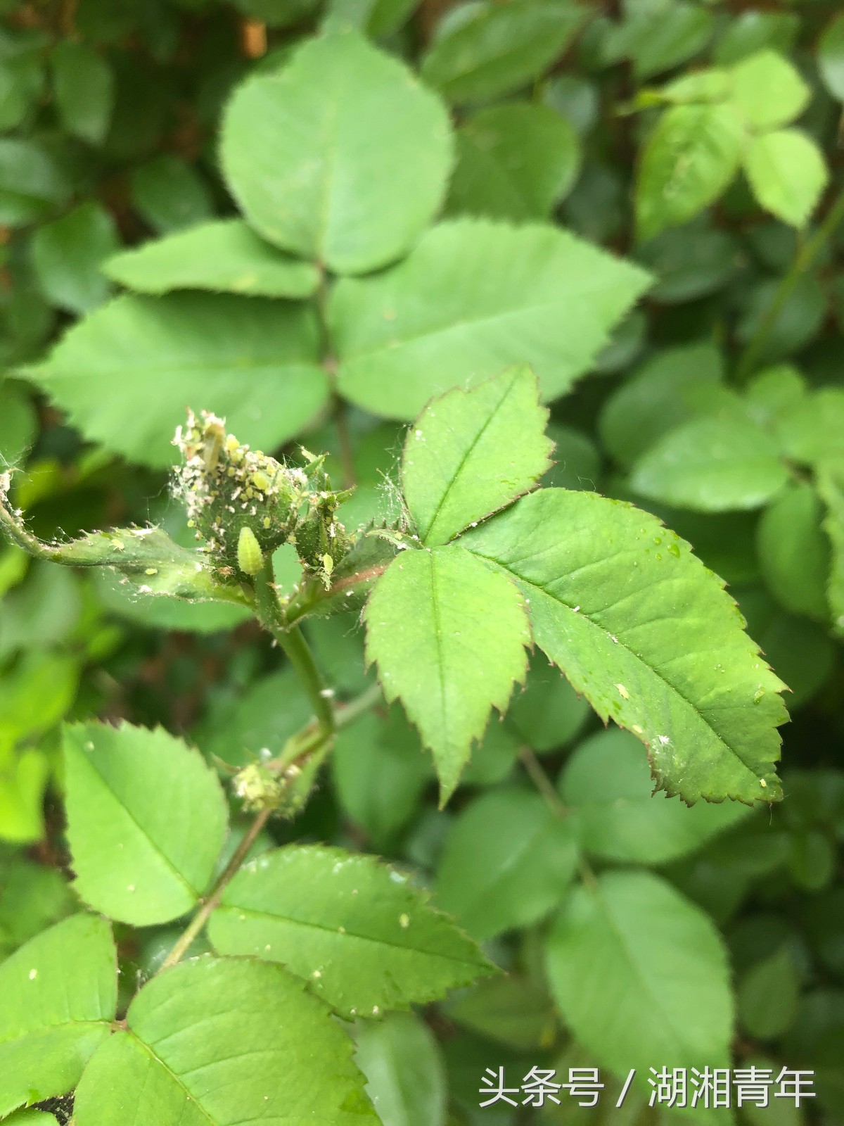 阳台花树长蚜虫怎么处理,阳台月季生白色腻虫怎么办