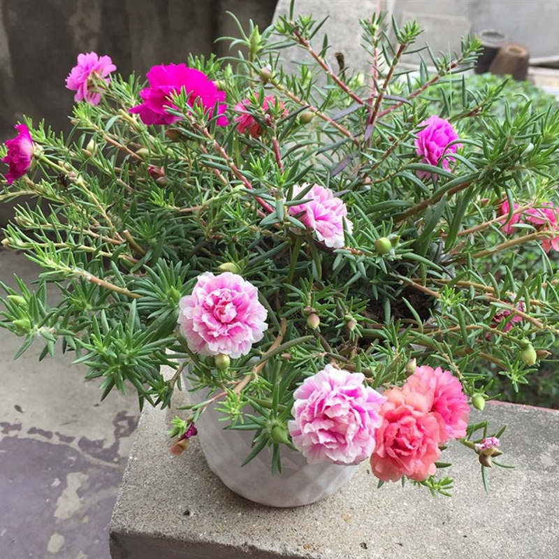 家里养的花怎么养才能旺,家庭养什么花好养不愿死