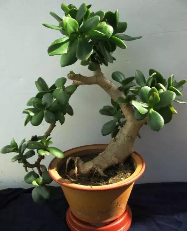 四种便宜又好养的花卉,一年四季最好养的盆景花