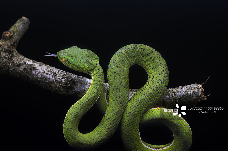 竹叶青的毒性特征,竹叶青怎么判断毒性