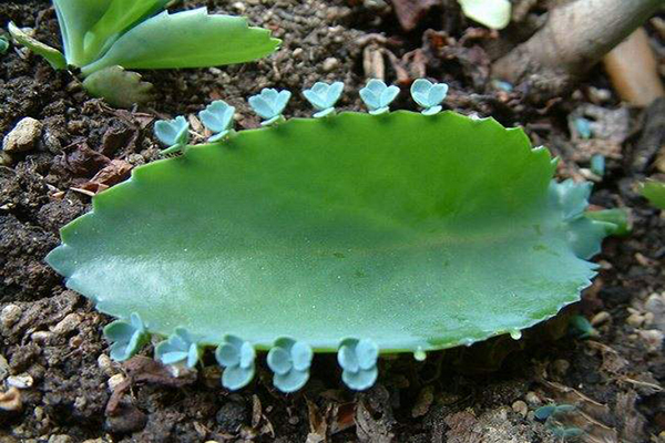 家养3种富贵花福气好运挡不住,七种富贵花图片