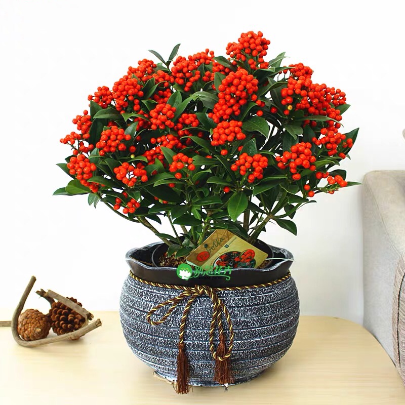 6种“昂贵花”，花钱不值得，纵使“美如仙”，十有八九养不活