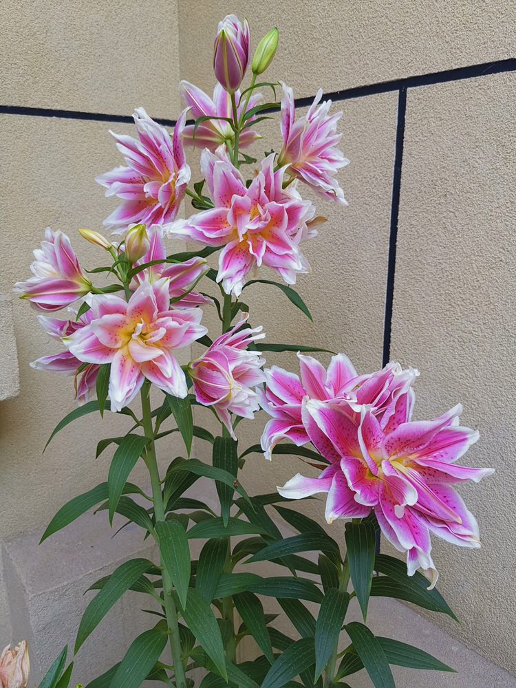 又香又适合阳台养的花,什么带香味的花室内养好看