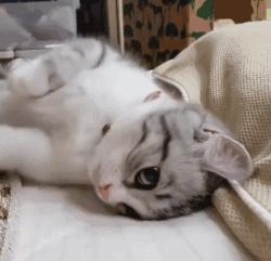 新手养宠物推荐猫还是狗狗,狗狗和猫猫哪个更值得养