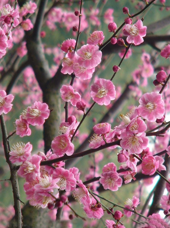 富贵花十种最吉利的花,哪些名花家里好养