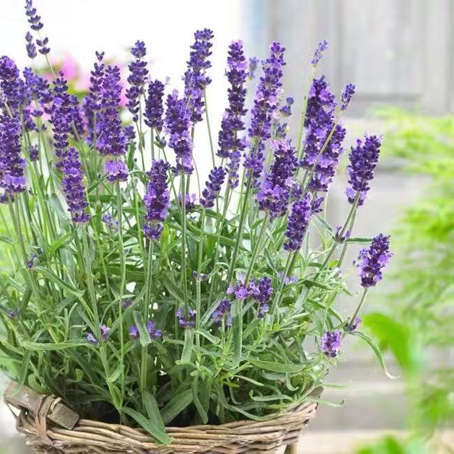 6种“健康花”，卧室一放，废气吸光，不失眠，睡觉香