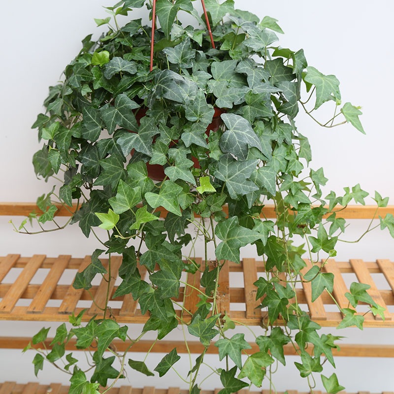 室内养什么花晚上释放氧气,房间养什么花好睡眠