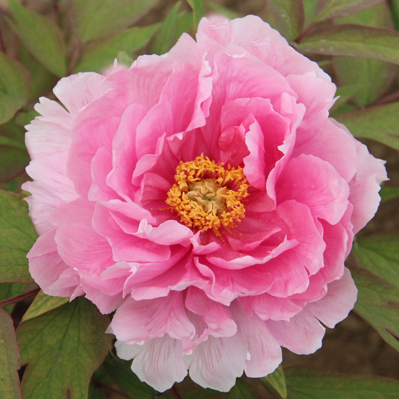 富贵花十种最吉利的花,哪些名花家里好养