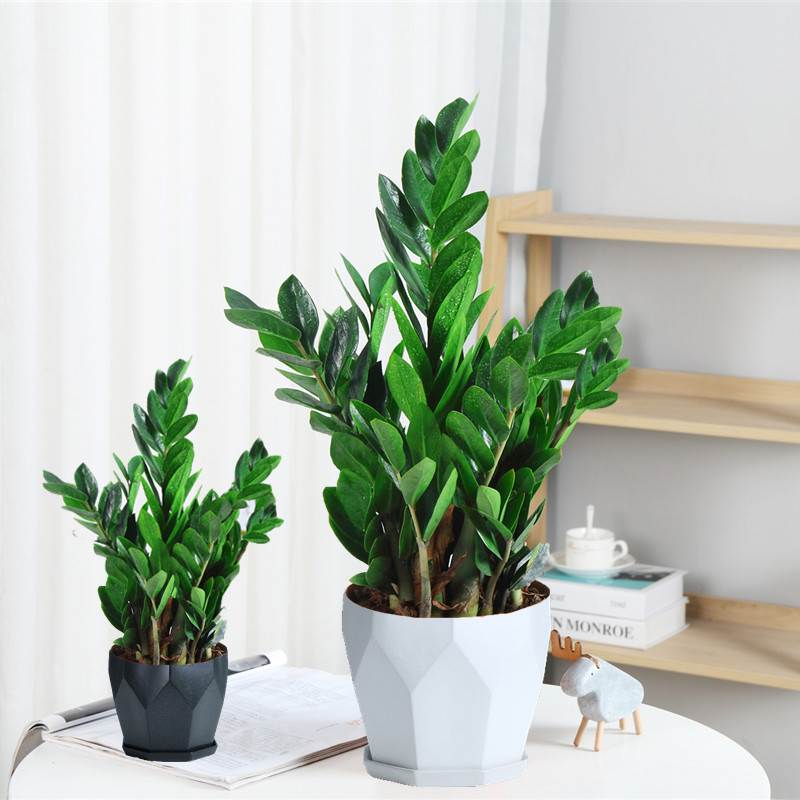 家里的花别瞎养5种招财开运花,室内放什么花转运