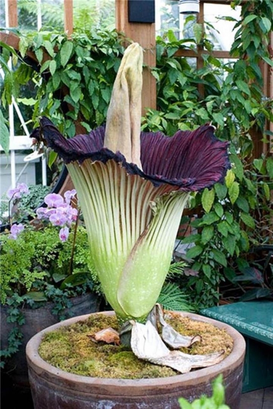 屋里烟味大养什么植物,家里最忌讳养的植物