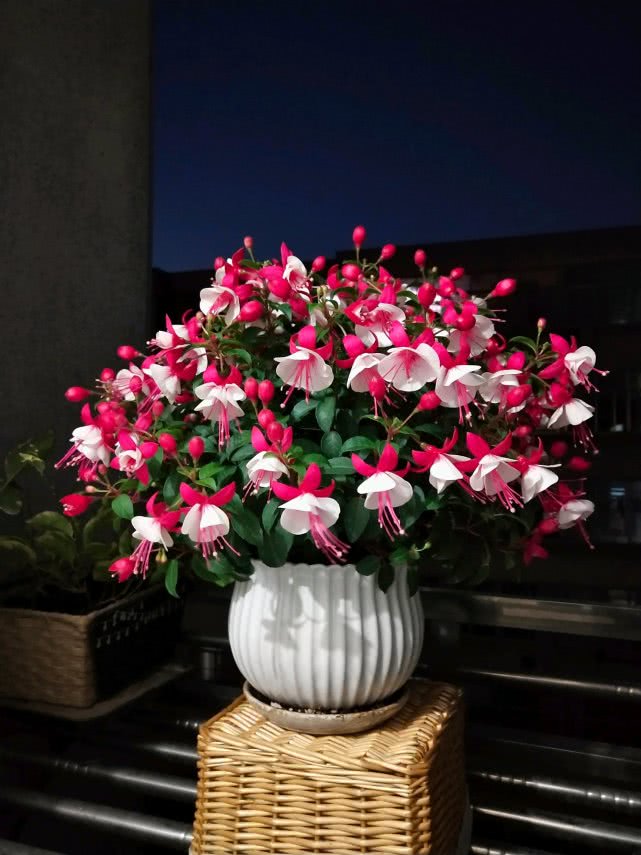 富贵大气的十种花,马上要开花的富贵花