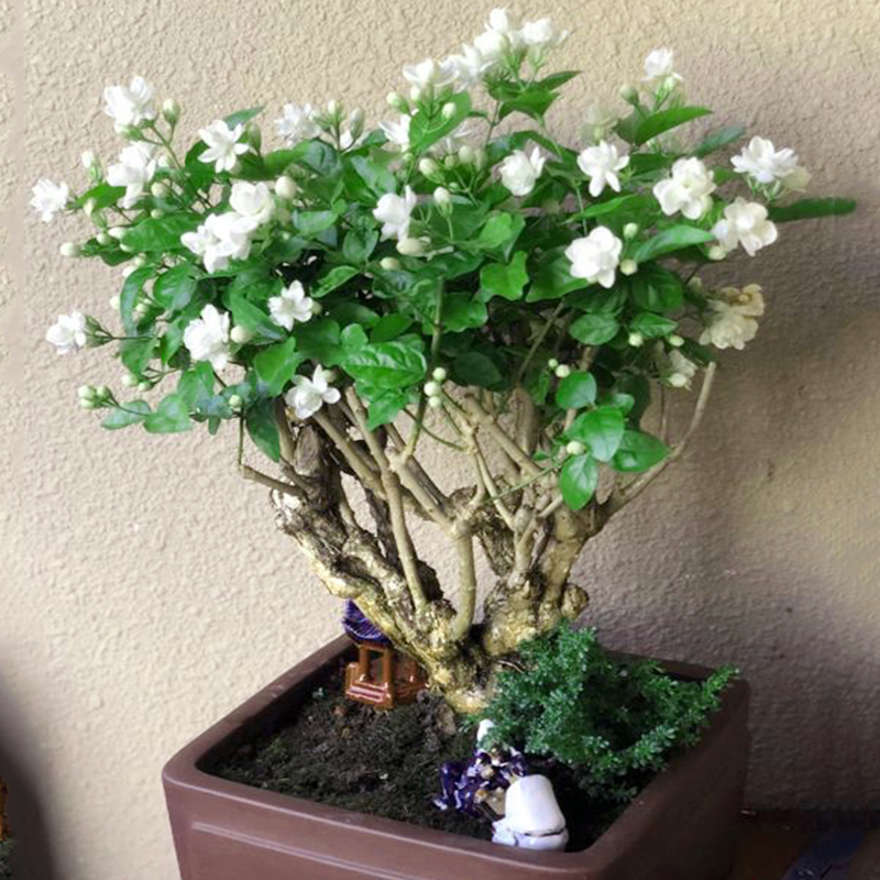 九种吉祥树越老越值钱越养越富贵,10种富贵花卉