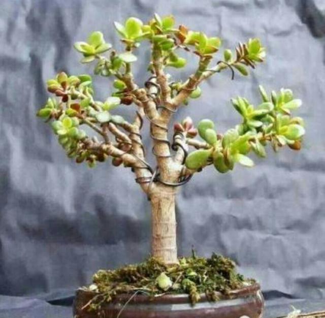 养玉树的十大诀窍,养玉树的绝招大全